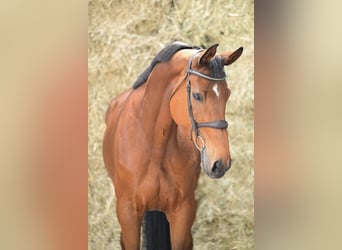 KWPN, Stute, 8 Jahre, 169 cm, Rotbrauner