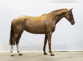 KWPN, Stute, 8 Jahre, 169 cm