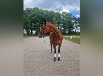 KWPN, Stute, 8 Jahre, 170 cm, Brauner