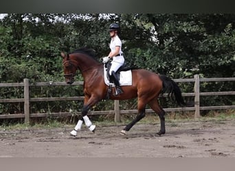 KWPN, Stute, 8 Jahre, 170 cm, Brauner