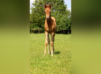 KWPN, Stute, 8 Jahre, 170 cm, Buckskin