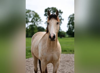 KWPN, Stute, 8 Jahre, 170 cm, Buckskin