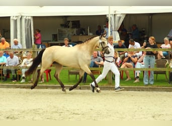 KWPN, Stute, 8 Jahre, 170 cm, Buckskin