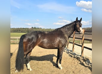 KWPN, Stute, 8 Jahre, 170 cm, Dunkelbrauner