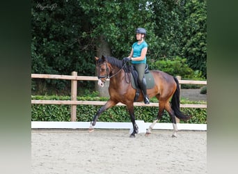 KWPN, Stute, 8 Jahre, 170 cm, Dunkelbrauner
