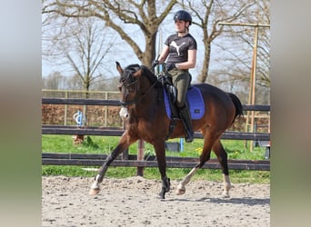 KWPN, Stute, 8 Jahre, 170 cm, Dunkelbrauner