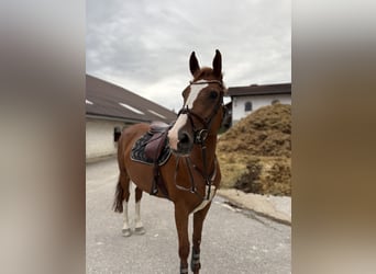 KWPN, Stute, 8 Jahre, 170 cm, Fuchs
