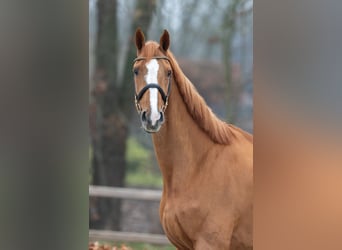 KWPN, Stute, 8 Jahre, 170 cm, Fuchs