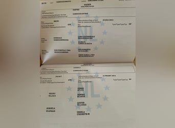 KWPN, Stute, 8 Jahre, 170 cm, Rappe