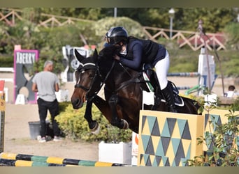 KWPN, Stute, 8 Jahre, 170 cm, Rappe