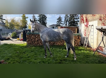 KWPN, Stute, 8 Jahre, 170 cm, Schimmel