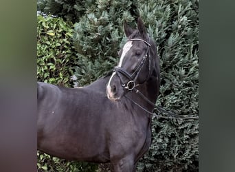 KWPN, Stute, 8 Jahre, 171 cm, Rappe