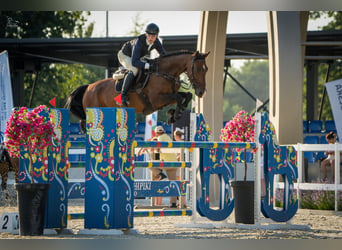 KWPN, Stute, 8 Jahre, 172 cm, Dunkelbrauner