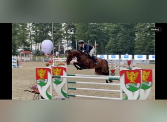 KWPN, Stute, 8 Jahre, 172 cm, Dunkelbrauner