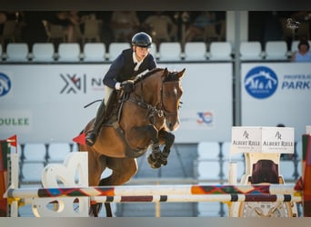 KWPN, Stute, 8 Jahre, 172 cm, Dunkelbrauner