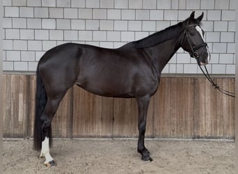 KWPN, Stute, 8 Jahre, 172 cm, Rappe
