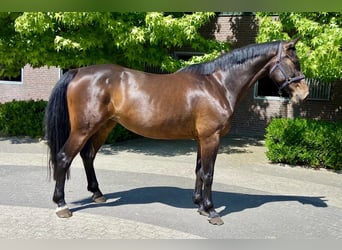 KWPN, Stute, 8 Jahre, 172 cm, Rotbrauner