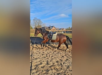 KWPN, Stute, 8 Jahre, 173 cm, Dunkelbrauner