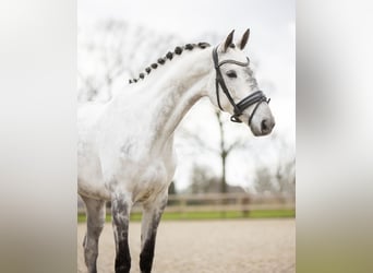 KWPN, Stute, 8 Jahre, 173 cm, Schimmel