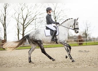 KWPN, Stute, 8 Jahre, 173 cm, Schimmel