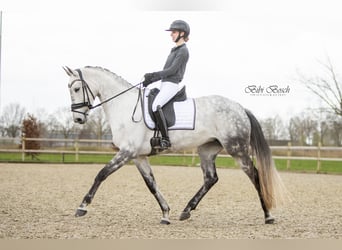 KWPN, Stute, 8 Jahre, 173 cm, Schimmel