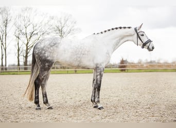 KWPN, Stute, 8 Jahre, 173 cm, Schimmel