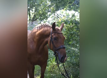 KWPN, Stute, 8 Jahre, 174 cm, Fuchs