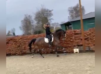 KWPN, Stute, 8 Jahre, 175 cm, Brauner