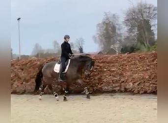KWPN, Stute, 8 Jahre, 175 cm, Brauner