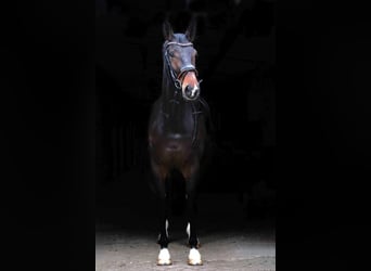 KWPN, Stute, 8 Jahre, 175 cm, Dunkelbrauner