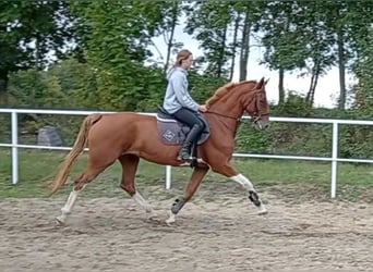 KWPN, Stute, 8 Jahre, 175 cm, Fuchs