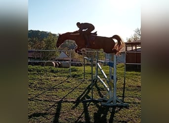 KWPN, Stute, 8 Jahre, 175 cm, Fuchs