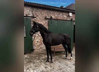 KWPN, Stute, 8 Jahre, 180 cm, Schwarzbrauner