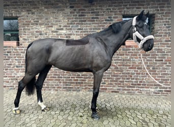 KWPN, Stute, 8 Jahre, 180 cm, Schwarzbrauner