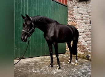 KWPN, Stute, 8 Jahre, 180 cm, Schwarzbrauner
