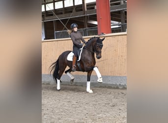 KWPN, Stute, 8 Jahre, Brauner