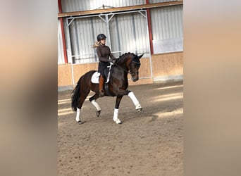 KWPN, Stute, 8 Jahre, Brauner
