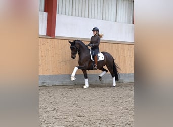 KWPN, Stute, 8 Jahre, Brauner