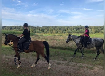 KWPN Mix, Stute, 9 Jahre, 142 cm, Apfelschimmel
