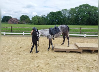 KWPN Mix, Stute, 9 Jahre, 142 cm, Apfelschimmel