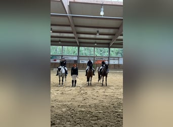 KWPN Mix, Stute, 9 Jahre, 142 cm, Apfelschimmel