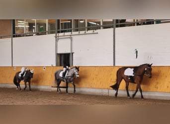 KWPN Mix, Stute, 9 Jahre, 142 cm, Apfelschimmel