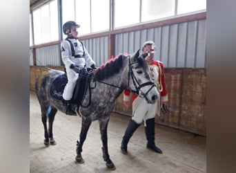 KWPN Mix, Stute, 9 Jahre, 142 cm, Apfelschimmel