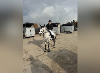 KWPN Mix, Stute, 9 Jahre, 142 cm, Apfelschimmel