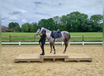 KWPN Mix, Stute, 9 Jahre, 142 cm, Apfelschimmel