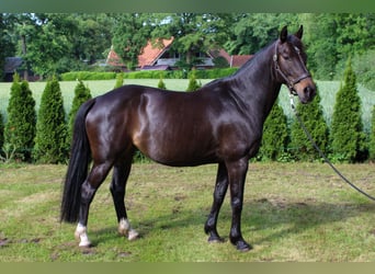 KWPN, Stute, 9 Jahre, 160 cm, Schwarzbrauner