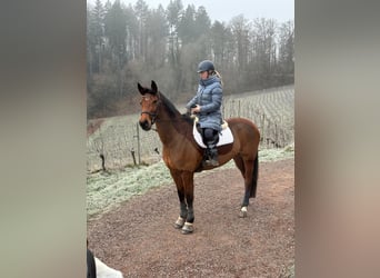 KWPN, Stute, 9 Jahre, 162 cm, Brauner