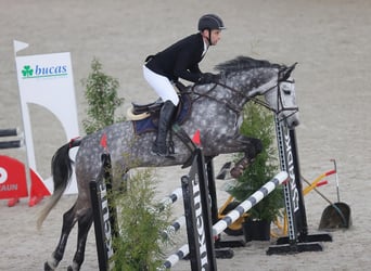 KWPN, Stute, 9 Jahre, 163 cm, Apfelschimmel