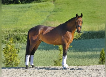 KWPN, Stute, 9 Jahre, 163 cm, Brauner