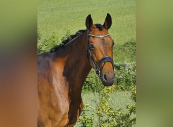 KWPN, Stute, 9 Jahre, 163 cm, Brauner
